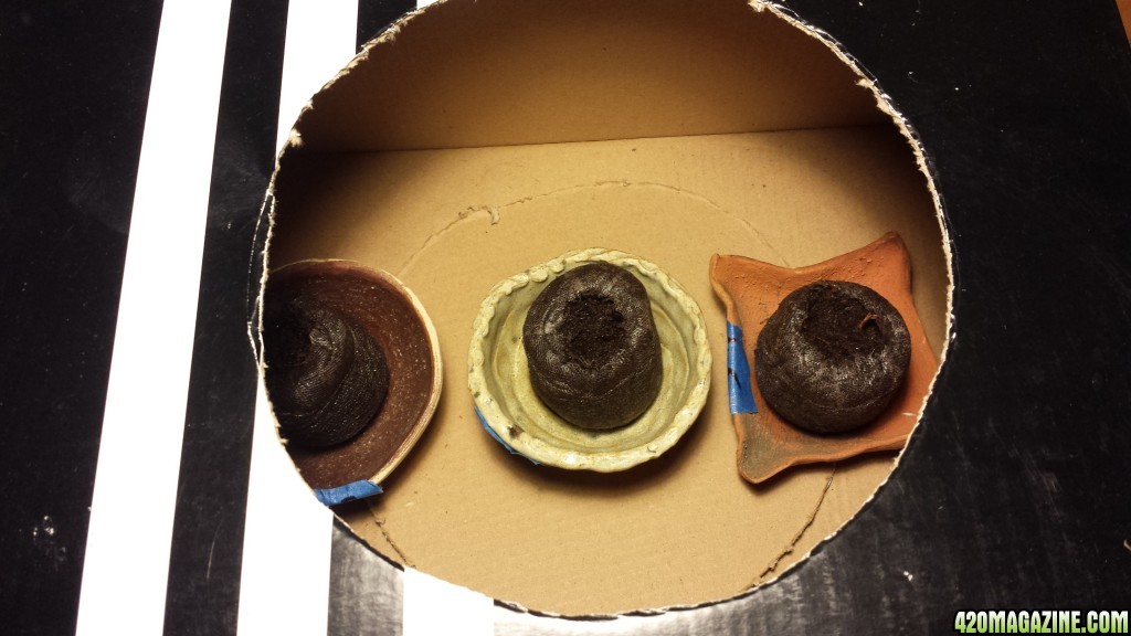 Peat pots in the shoe box 2