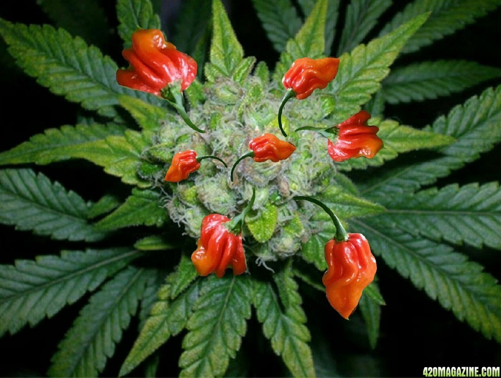 Pepper bud