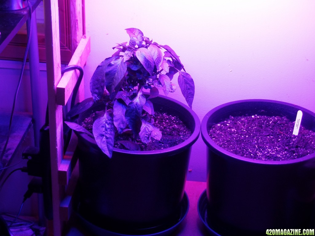 Pepper Plant under LED grow lights, 20 Oct 2016