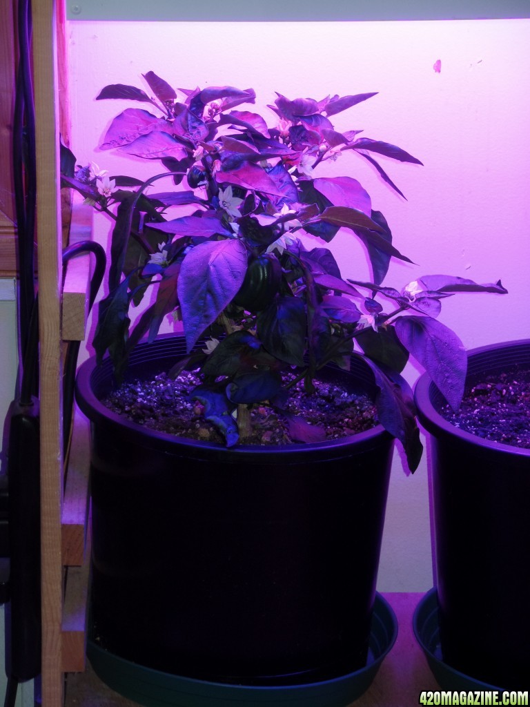 Pepper Plant under LED grow lights, 8 Novt 2016