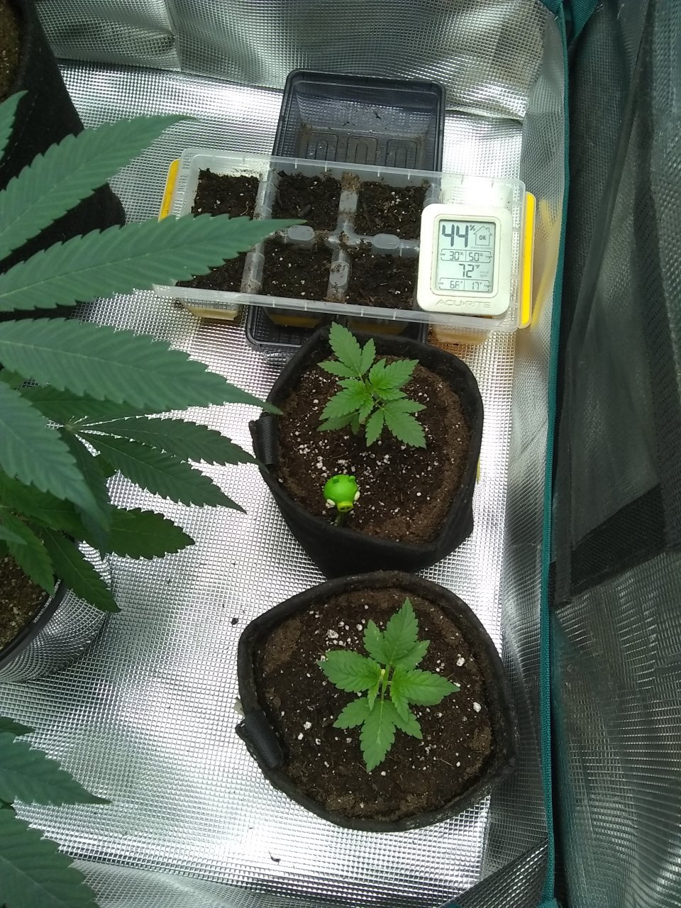 Peppermint Kush (b) Blueberry (f)