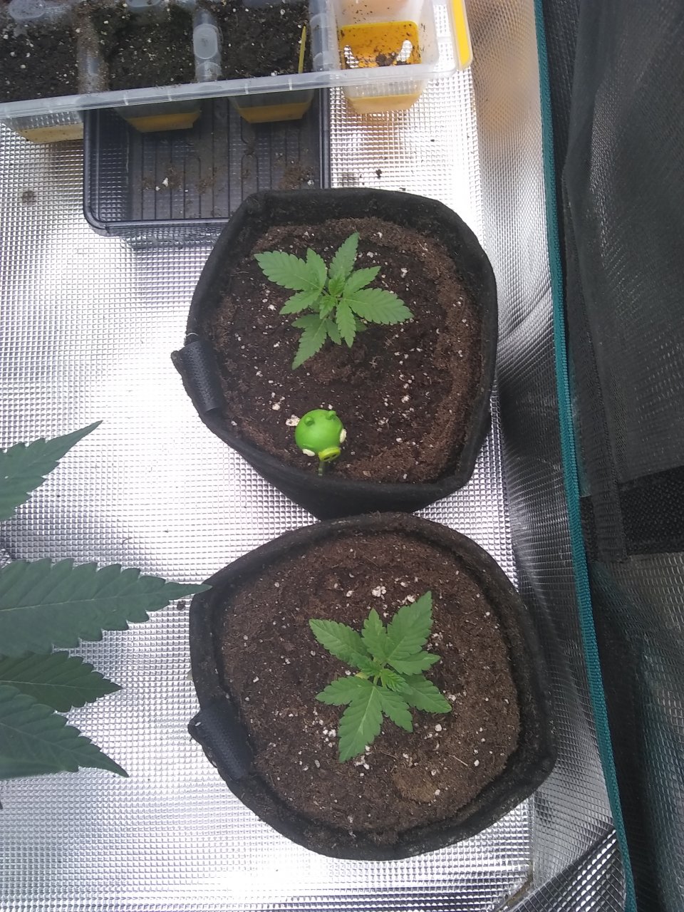 Peppermint Kush (f) Blueberry (b)