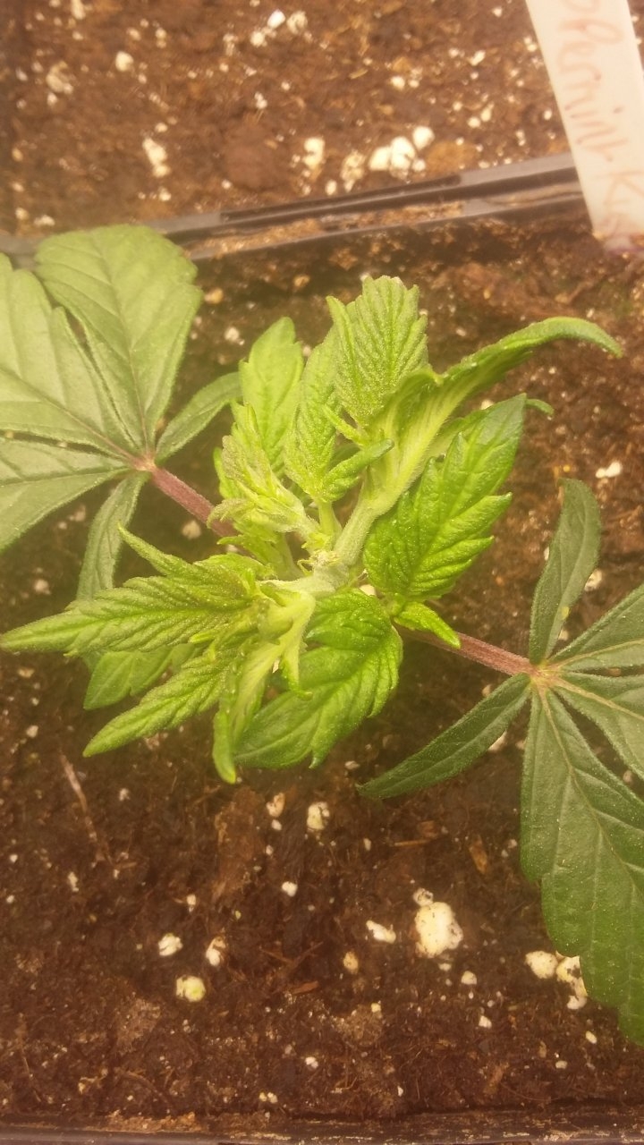 Peppermint Kush FIM stripped