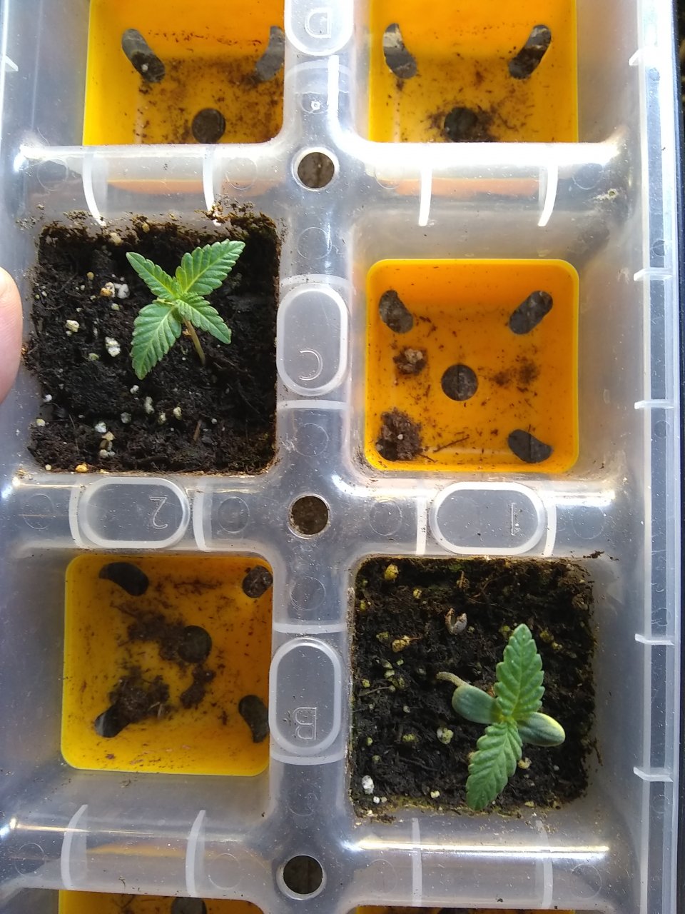 Peppermint Kush (I) Blueberry (r)