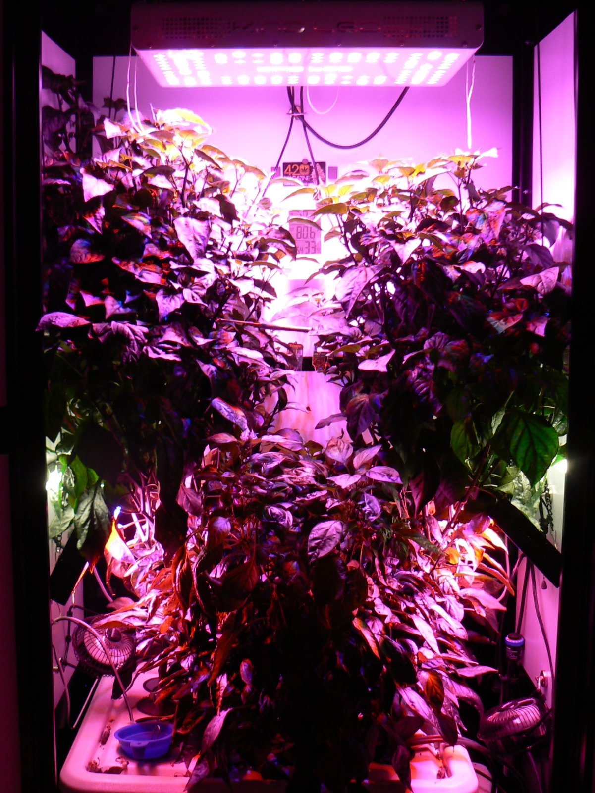 Peppers 47 day lighting.JPG