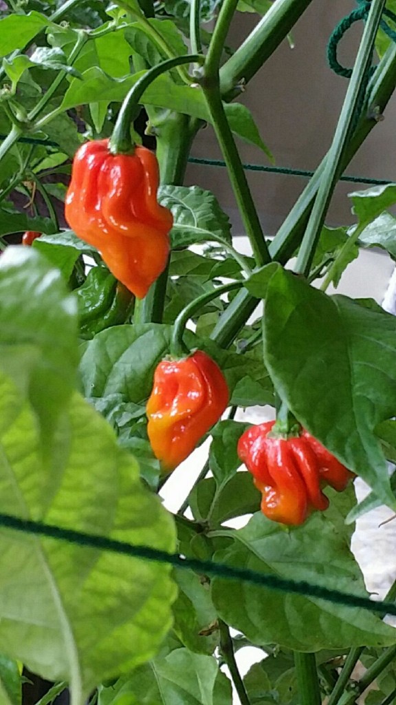 Peppers