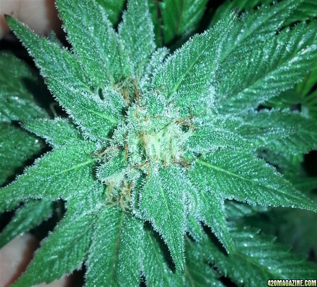 Permafrost with x White Widow seeds