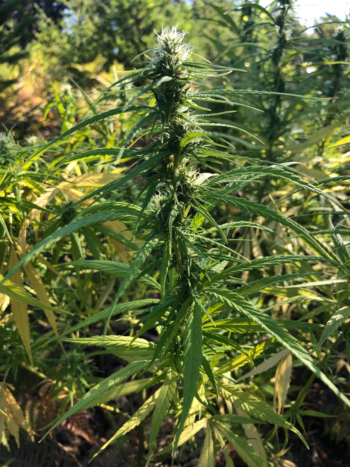 Personal Sativa bud structure outdoor grow.jpg