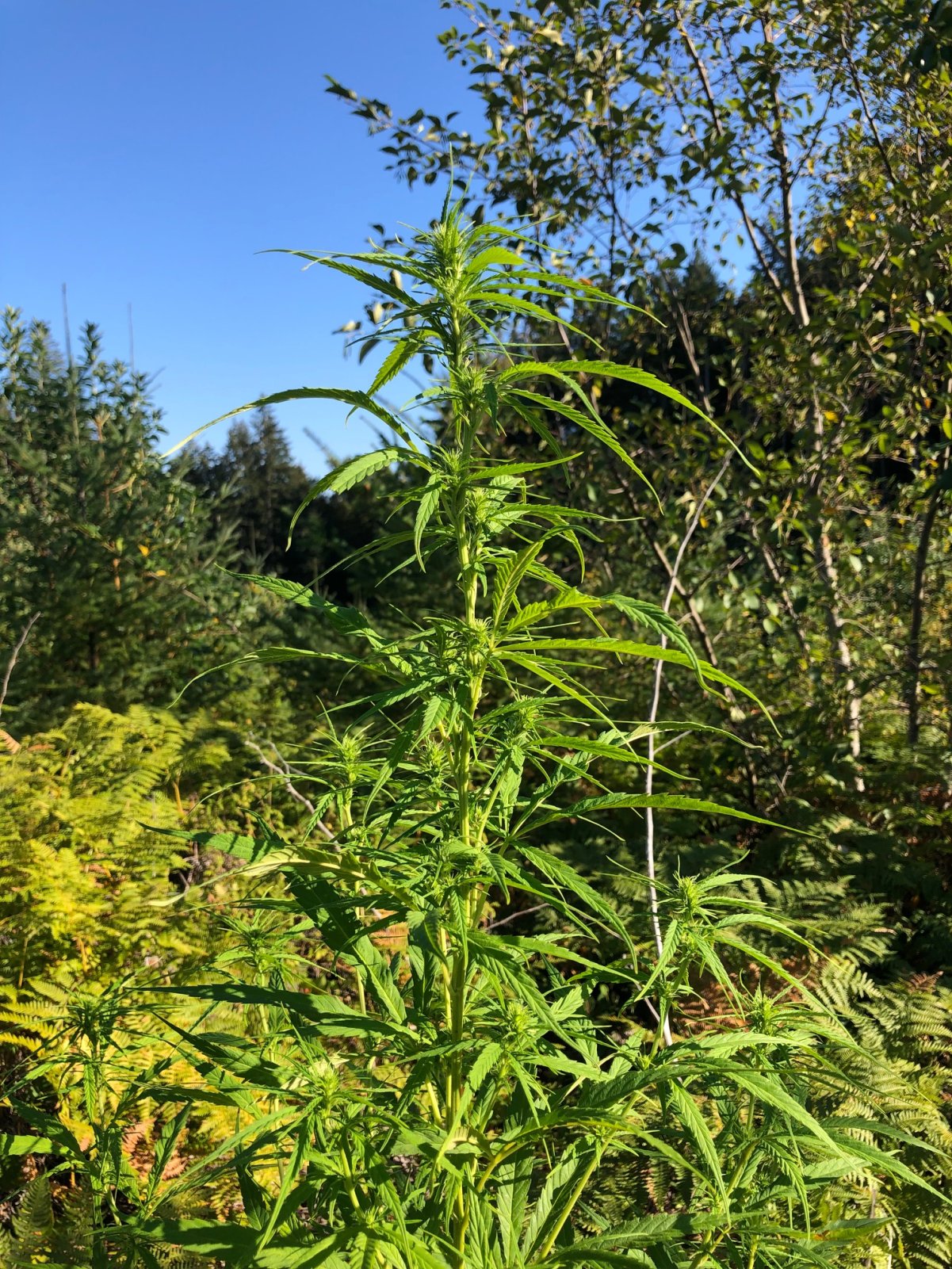 Personal sativa buds outdoors.jpg