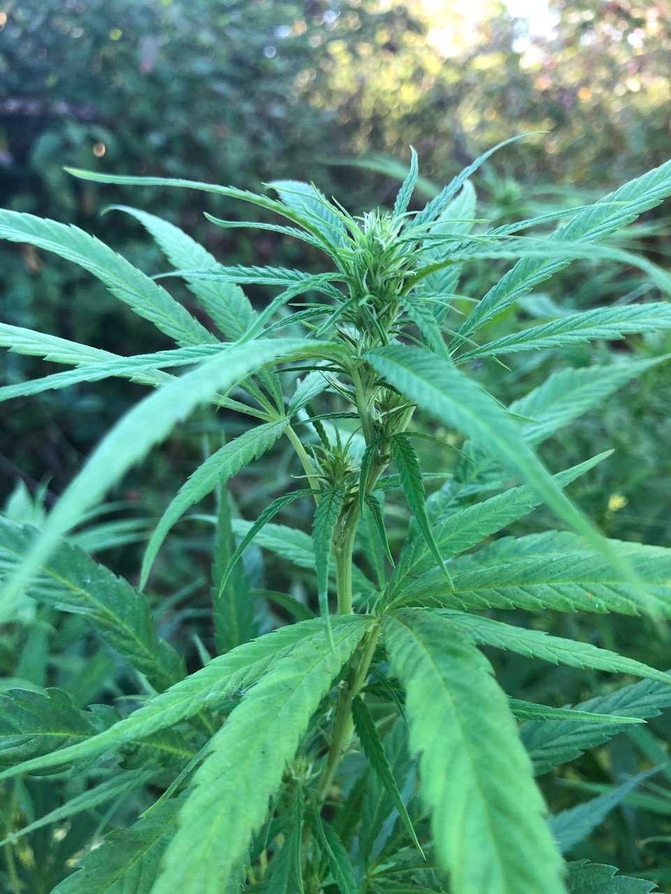 Personal sativa mother budding outdoor.jpg