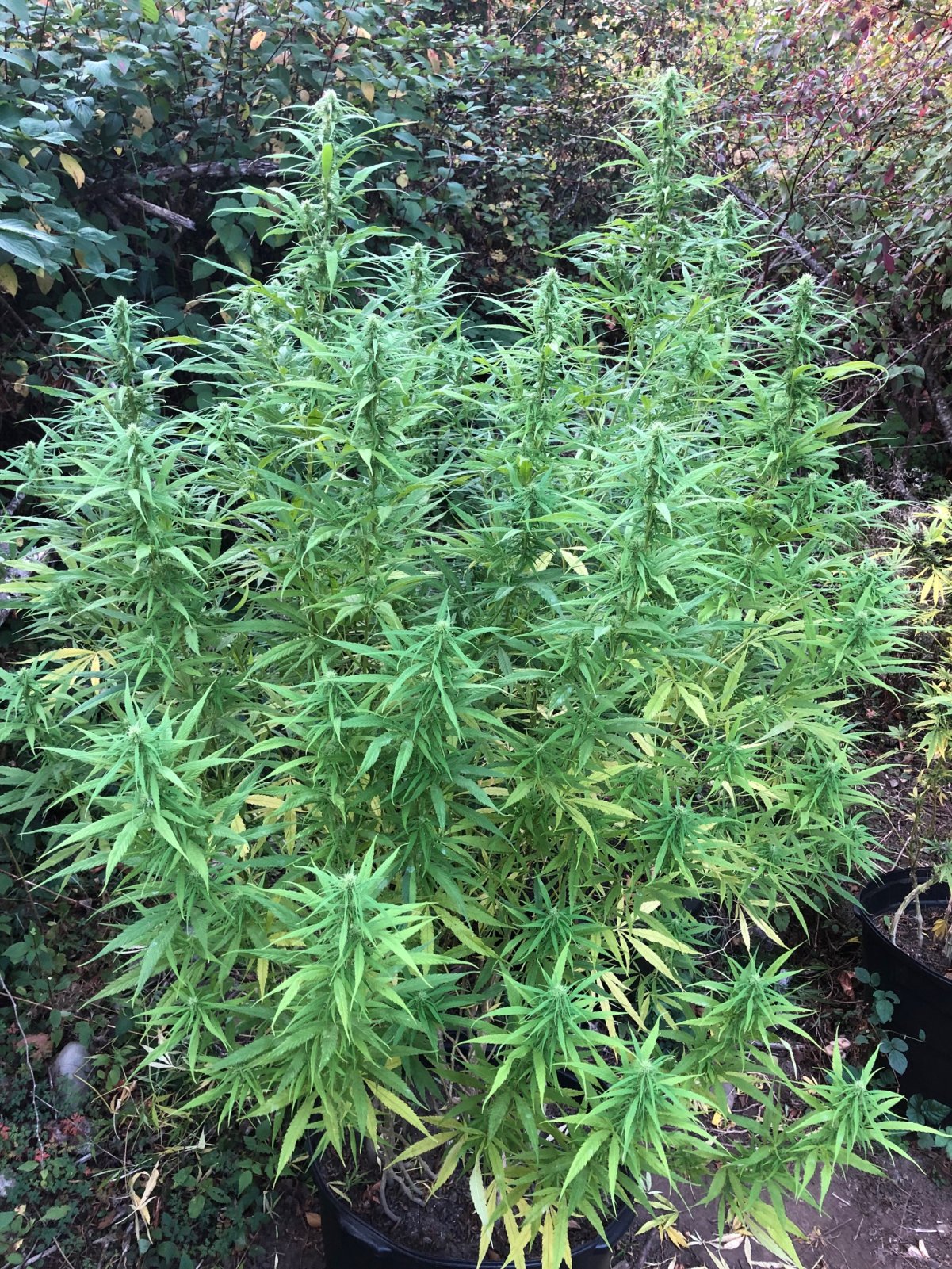 Personal Sativa pheno Outdoors late finishing sativa dominant.jpg