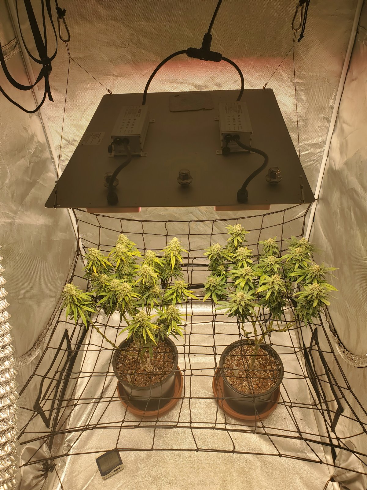 PEV grow Delious and Blueberry Ghost OG 5wks flower 20APR23.jpg