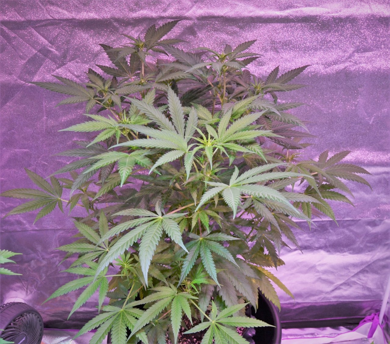 peyote critical 10 days