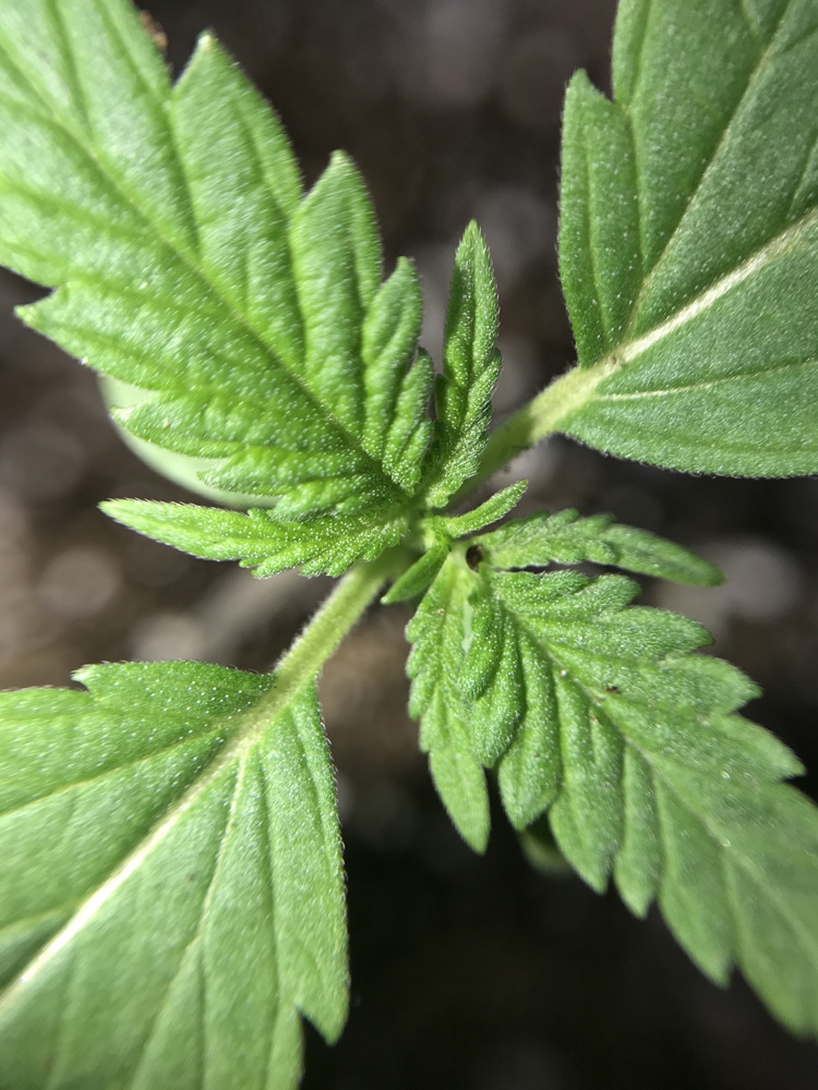 Peyote Critical - Barney's Farm