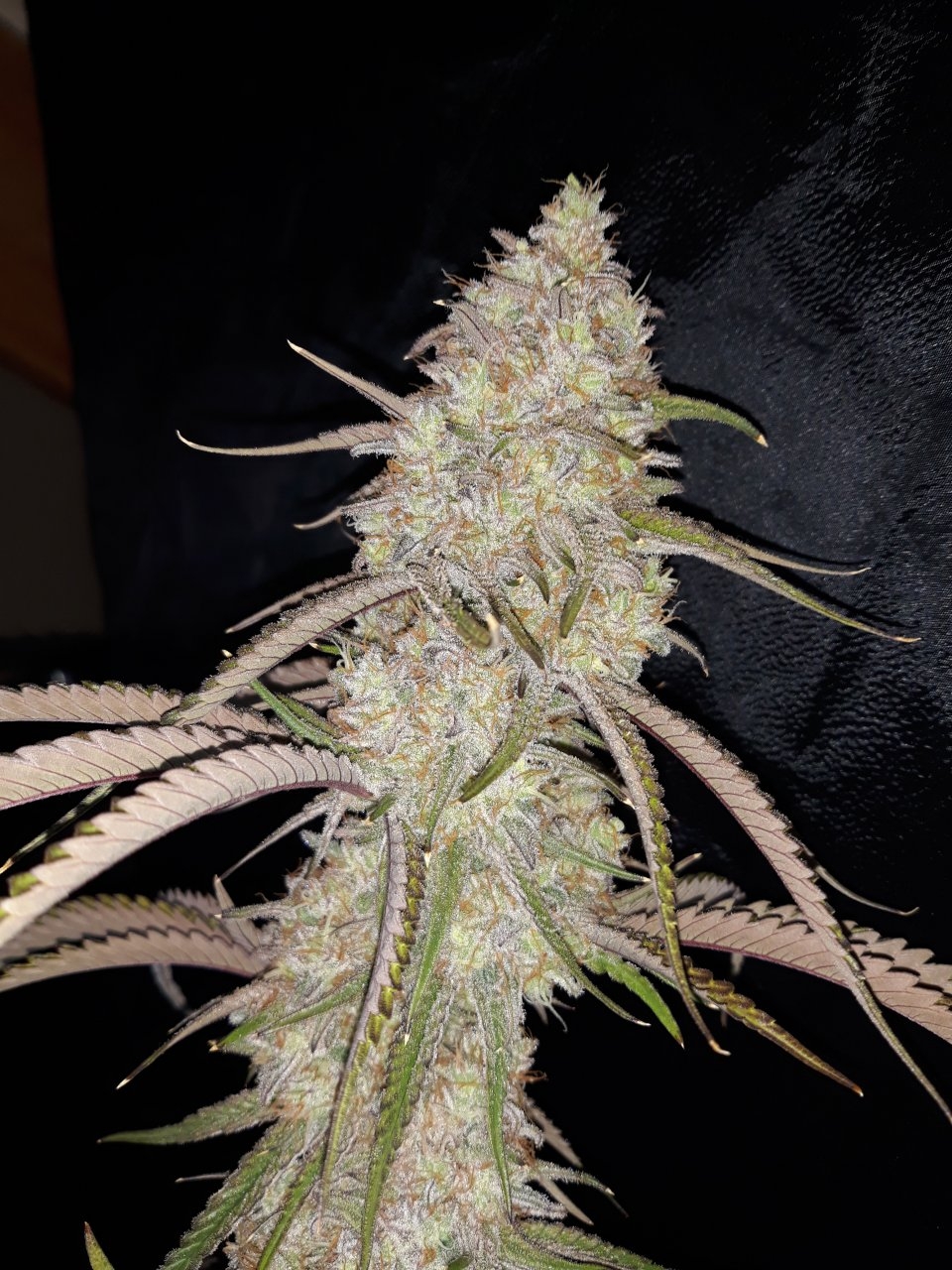 Peyote Critical Clone .jpg