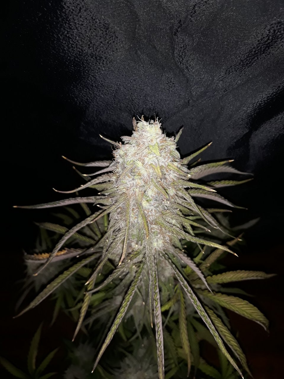 Peyote Critical Clone .jpg