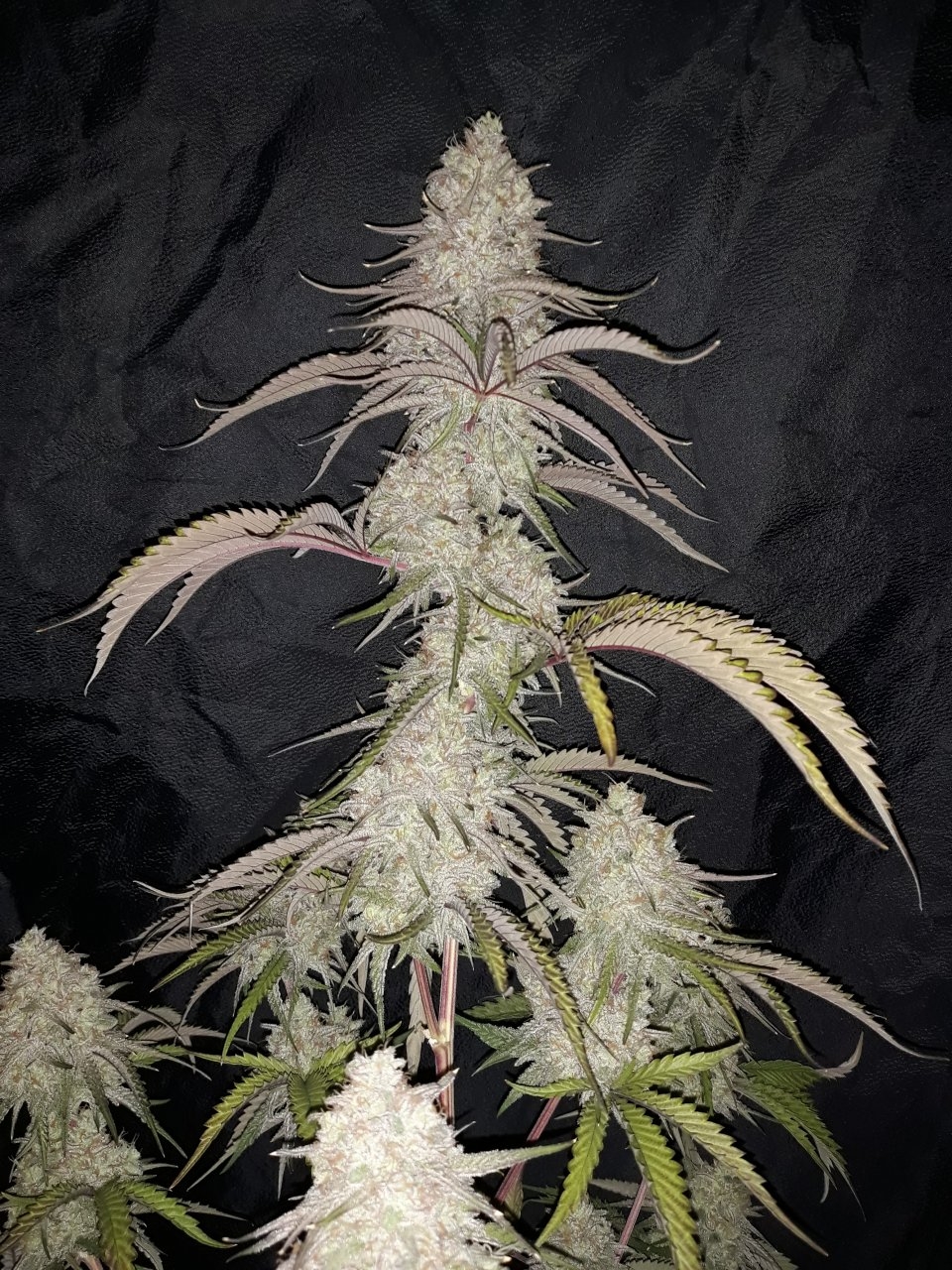 Peyote Critical Clone.jpg