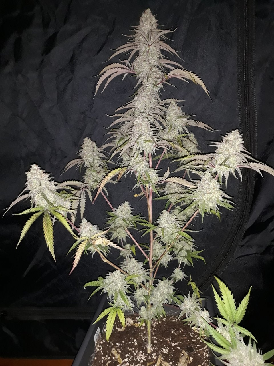 Peyote Critical Clone .jpg