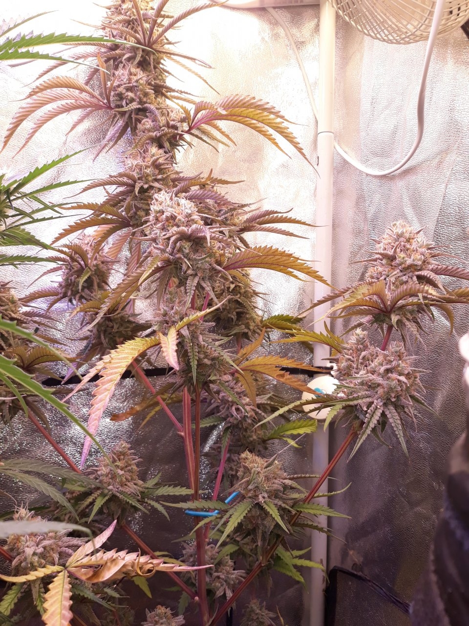 Peyote Critical Clone .jpg