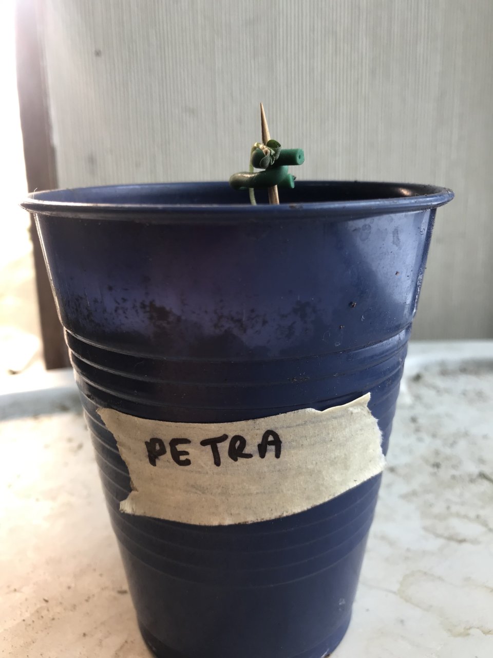 Peyote Critical-d-Day 4.jpeg