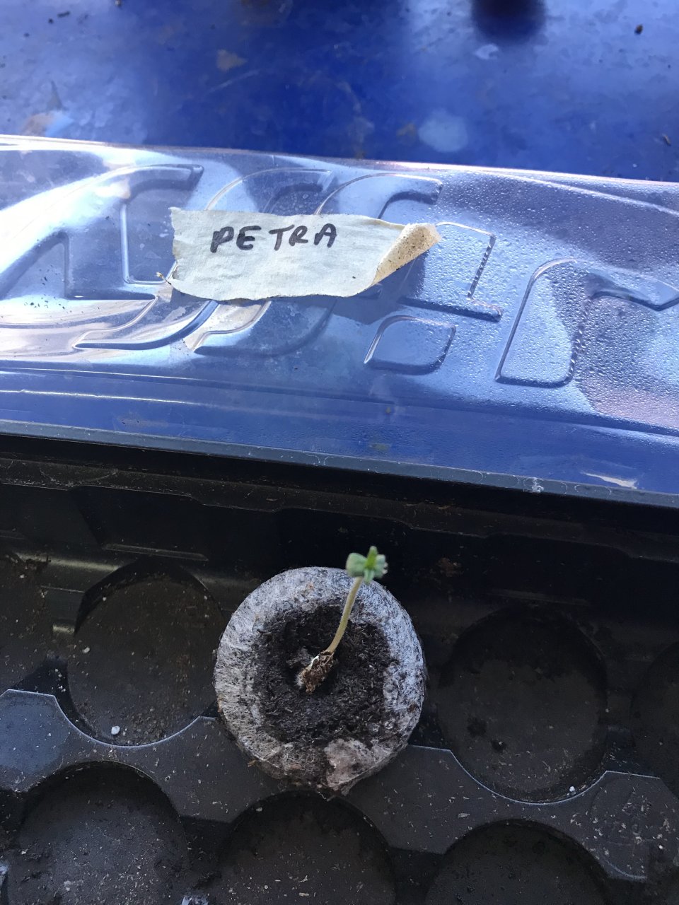 Peyote Critical-Day 1-a.jpeg