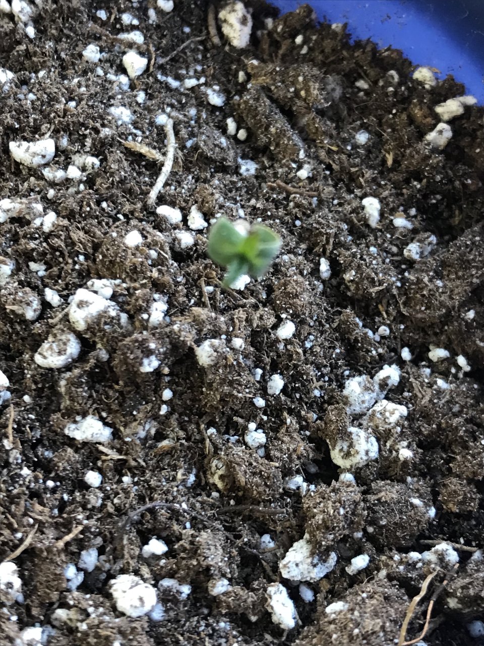 Peyote Critical-Day 1-c.jpeg