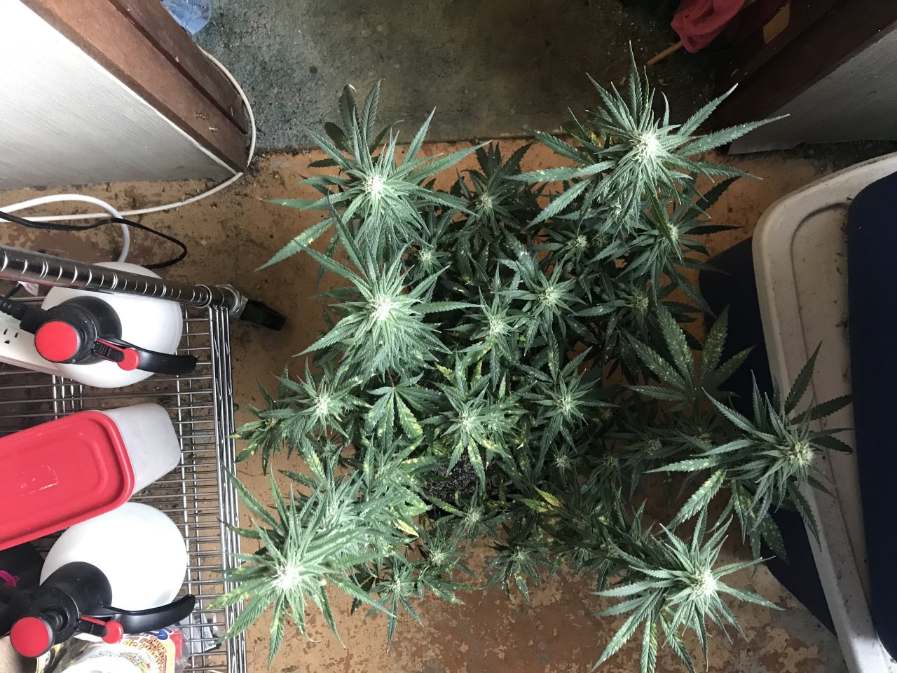 Peyote Critical-Day 31F-f.jpeg