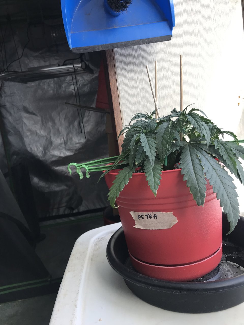 Peyote Critical-Day 33-a.jpeg