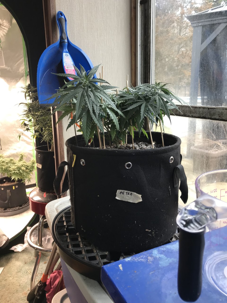 Peyote Critical-Day 57-a.jpeg