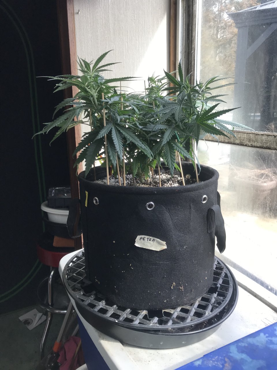 Peyote Critical-Day 5F-a.jpeg