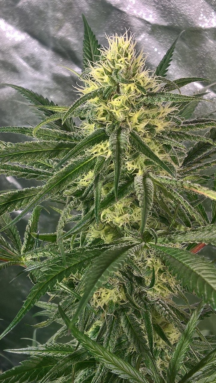 Peyote Critical mid week 6