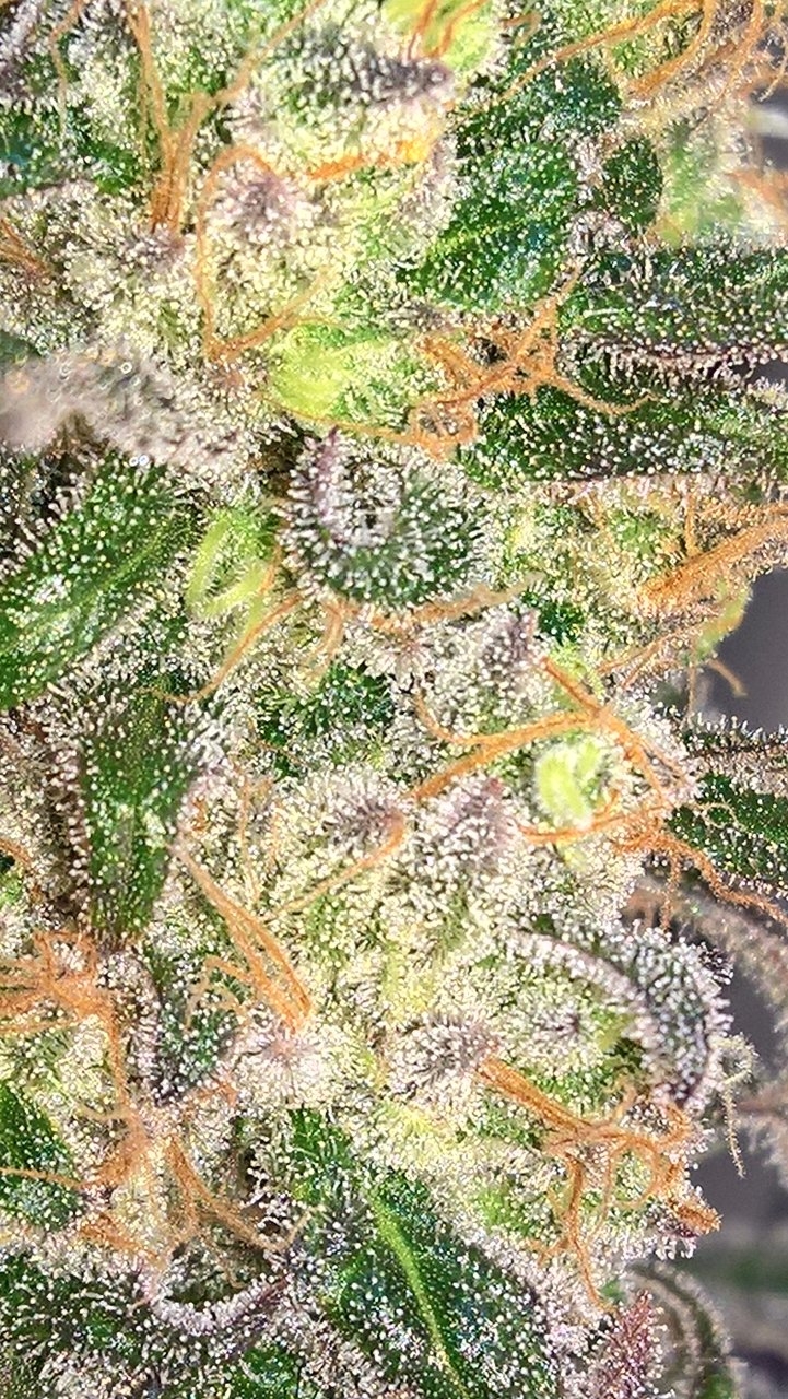 Peyote Critical Trichs Wk9 D6