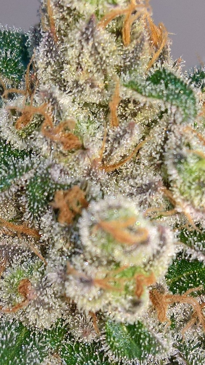 Peyote Critical Trichs Wk9 D6