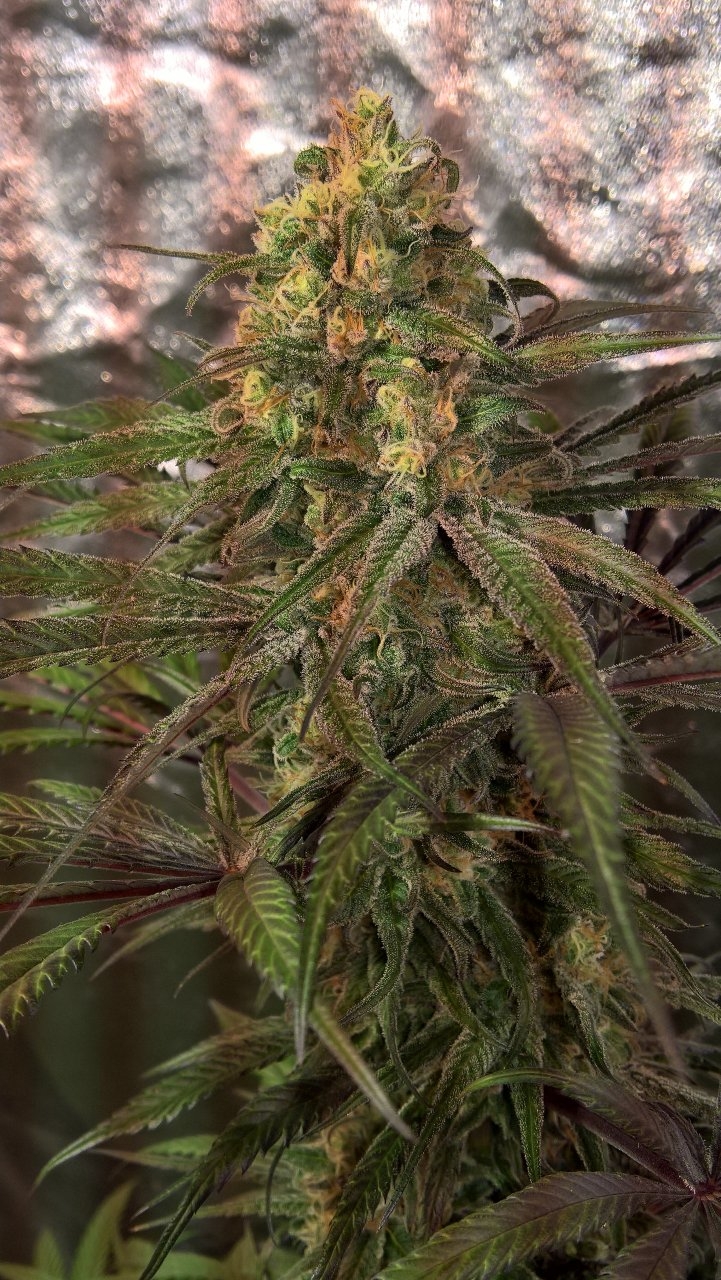 Peyote Critical Wk8 Day5 bud