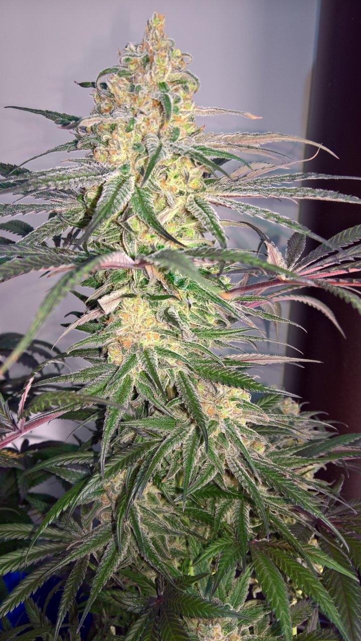 Peyote Critical Wk9 D6