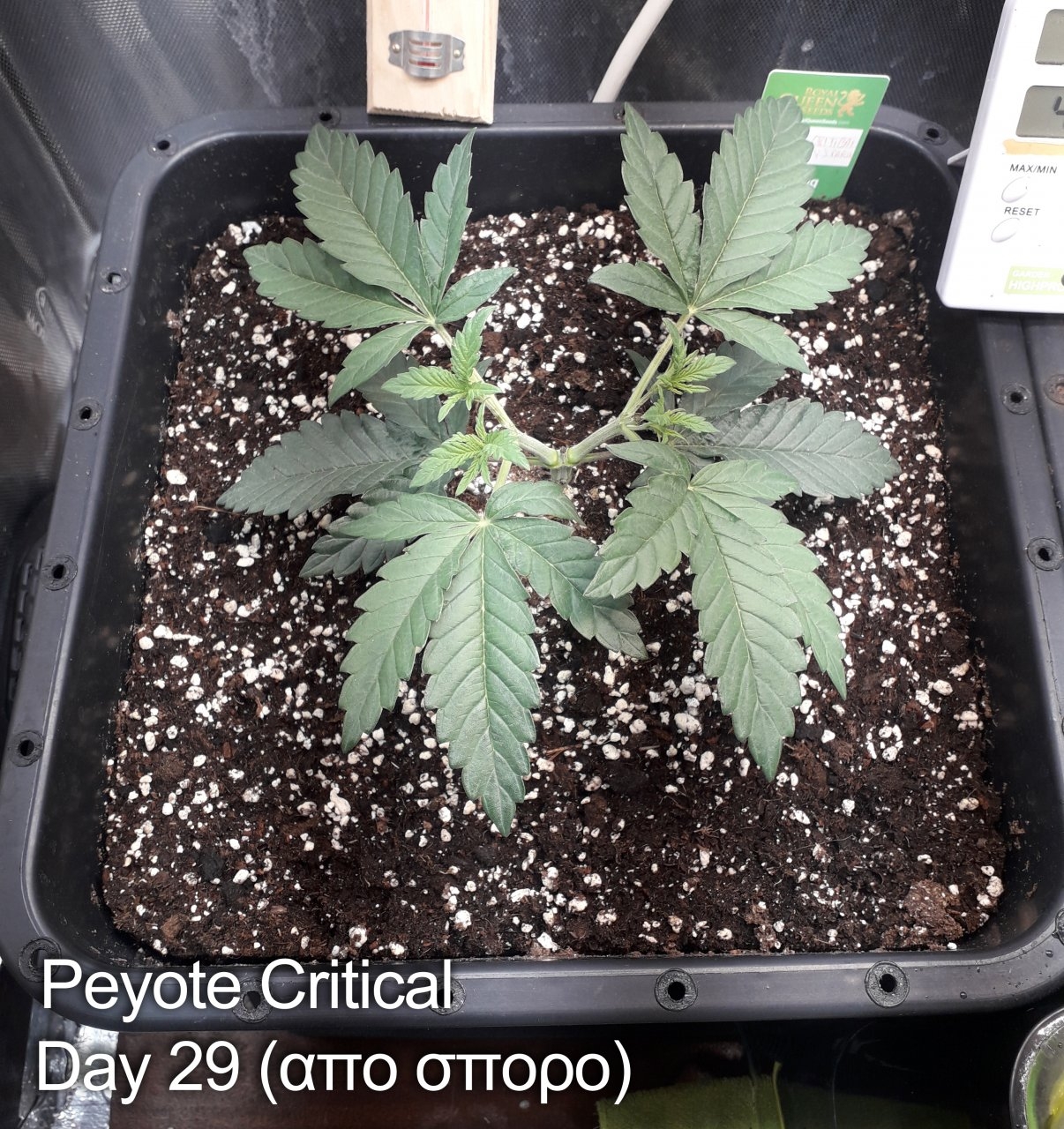 Peyote_Critical_Day_29_20190317_120744.jpg