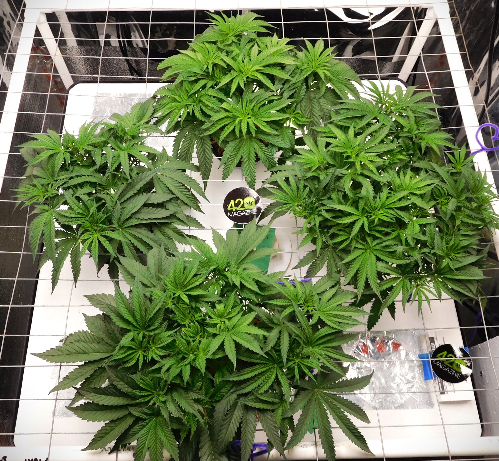 PGC day 31 veg (3).JPG