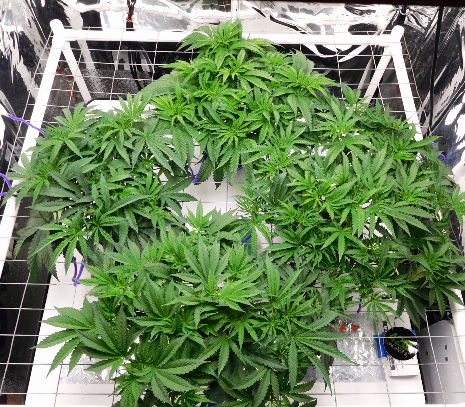 PGC day 35 veg (3).JPG