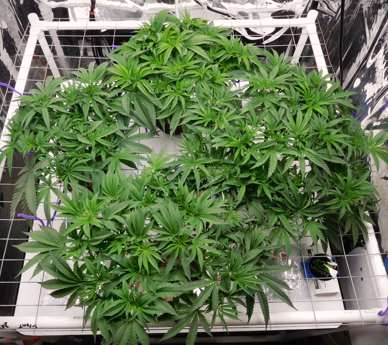 PGC day 36 veg (1).JPG