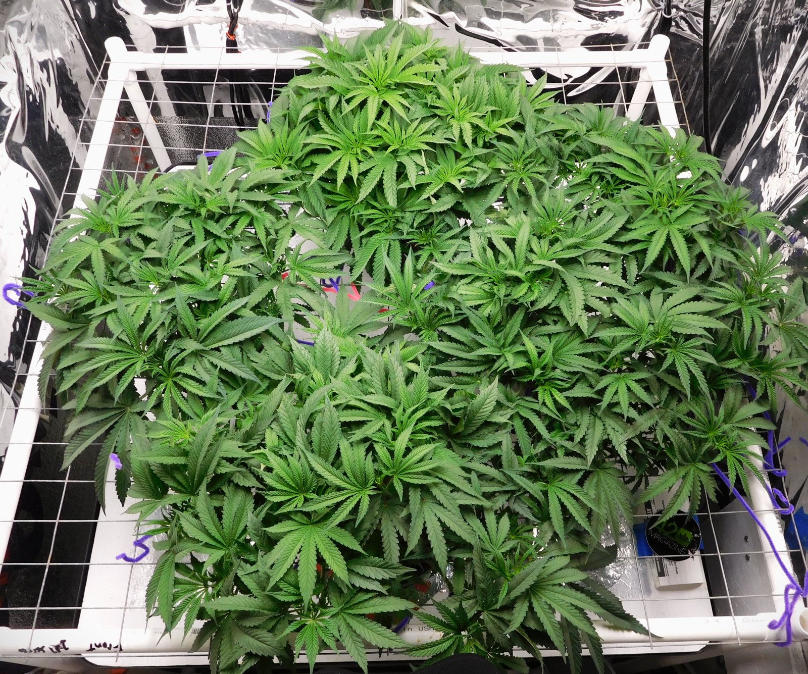 PGC day 38 veg (3).JPG