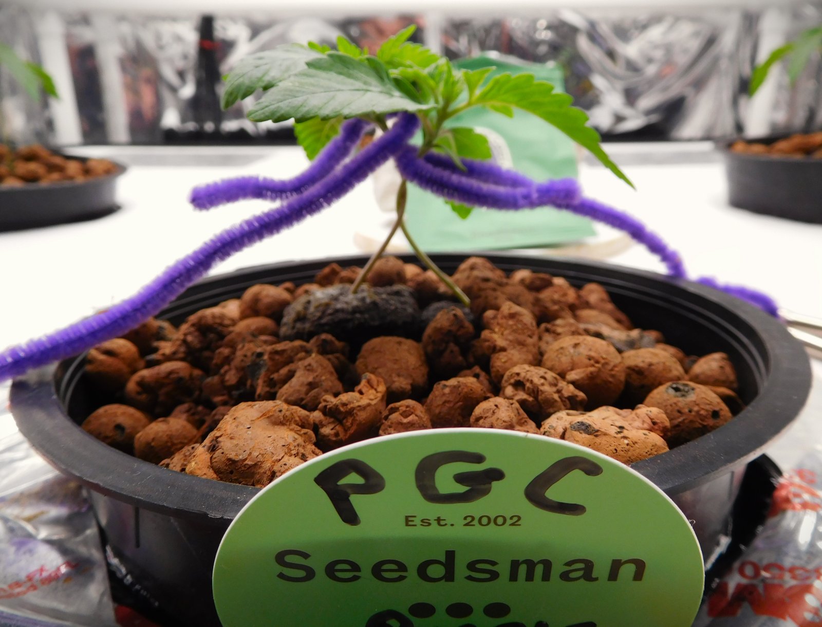 PGC day 8 veg (3).JPG