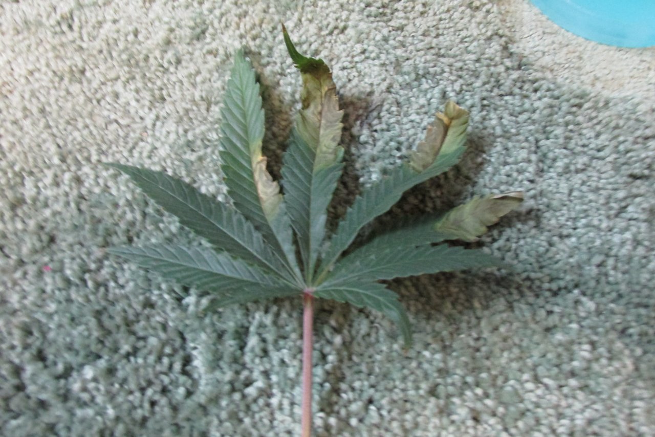 PGC fungal leaf.JPG