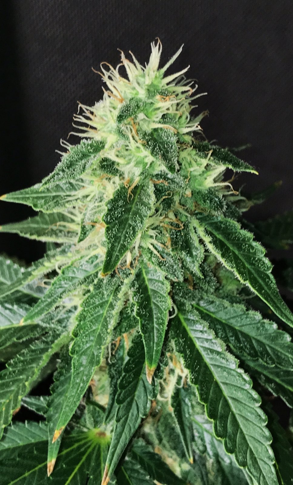 PGoo bud 5-18-22 F53.JPG