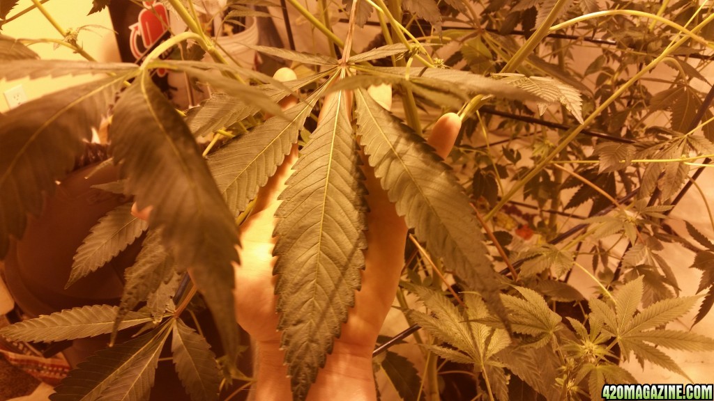 PGSC fan leaf... plant is over 6'