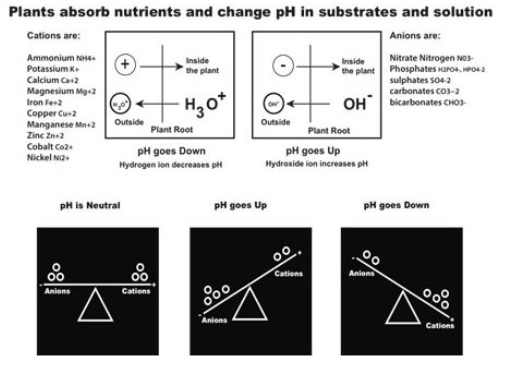 pH Change Due to Ion Cation Exchange in Res.png | 420 Magazine