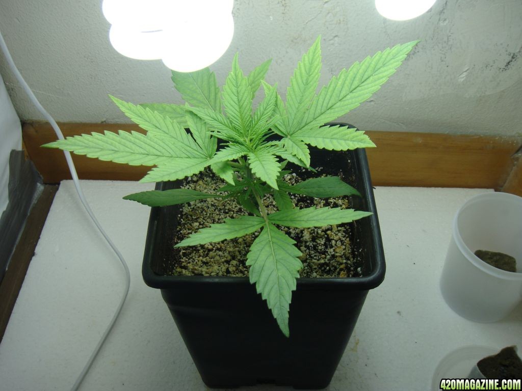 PharmaFarmer's Spicy White Devil CFL grow