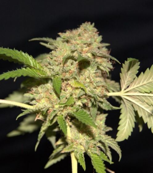 Phenofinder - female cannabisseeds