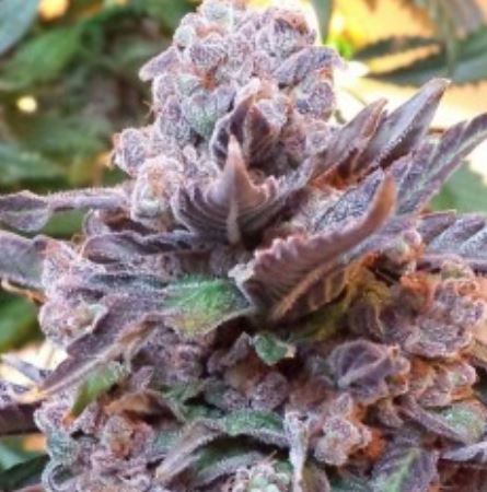 Phenofinder - female cannabisseeds