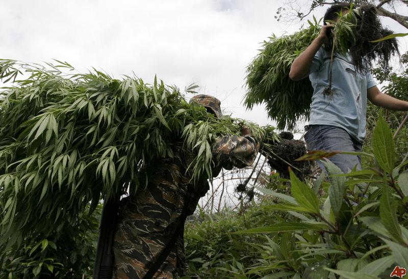 phillipines marijuana