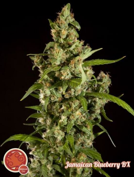 Philosopher Seeds - Jamaican Blueberry BX cannabisseeds and weedseeds